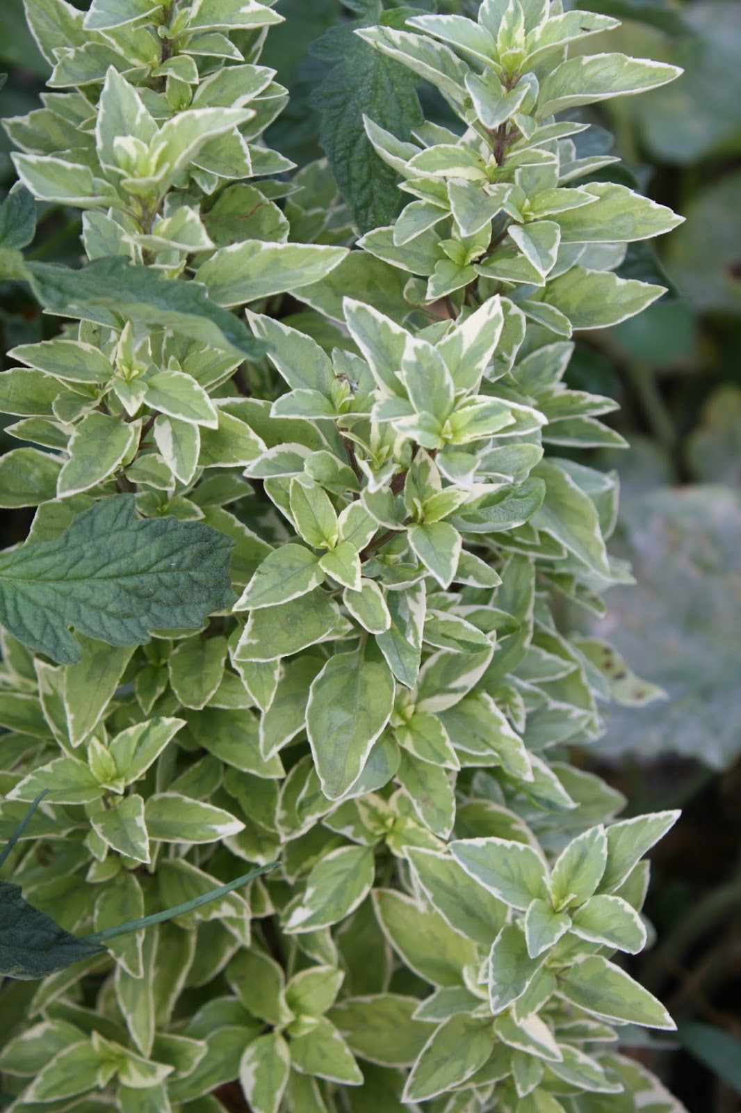 Sunny Simple Life Growing Basil 3 Varieties from the Garden